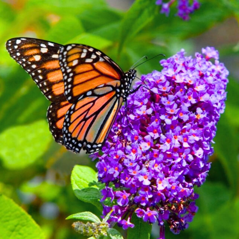 Lupus Legacy Fund™